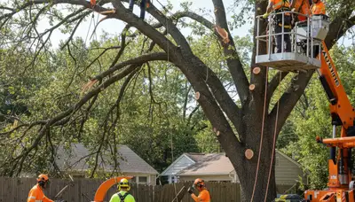 Emergency tree service crew handling storm damage in Olathe, KS