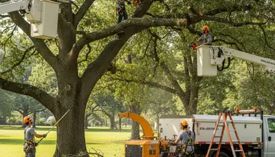 Professional tree pruning in Olathe, KS by a local tree service crew