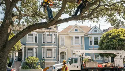 Tree service crew in Olathe, KS performing professional tree removal for a local property