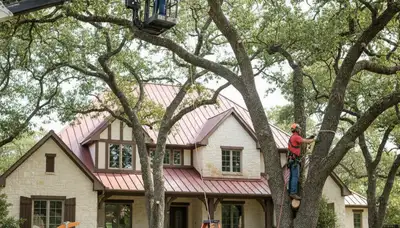 Tree service crew removing a tree in Olathe, KS for safe, professional property care