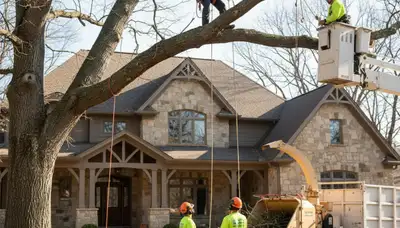 Tree service crew in Olathe, KS providing professional tree removal and trimming for local properties