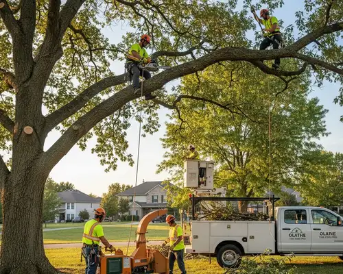 Tree trimming for better canopy management in Olathe, KS