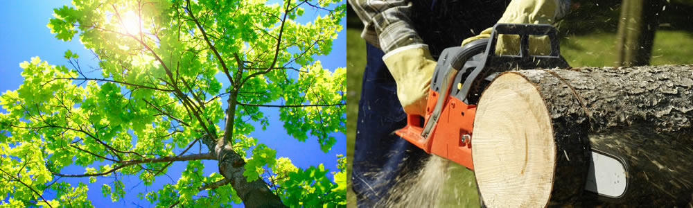 Tree Services Leawood